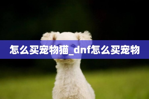 怎么買寵物貓_dnf怎么買寵物