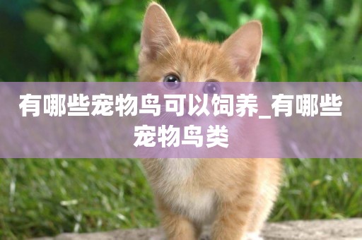 有哪些寵物鳥可以飼養_有哪些寵物鳥類