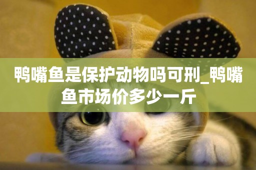 鴨嘴魚是保護動物嗎可刑_鴨嘴魚市場價多少一斤