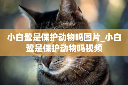 小白鷺是保護動物嗎圖片_小白鷺是保護動物嗎視頻