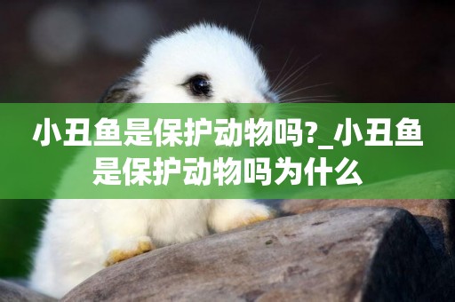 小丑魚是保護動物嗎?_小丑魚是保護動物嗎為什么