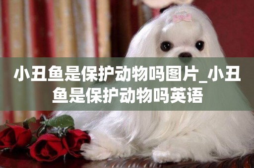 小丑魚是保護動物嗎圖片_小丑魚是保護動物嗎英語