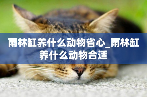 雨林缸養什么動物省心_雨林缸養什么動物合適