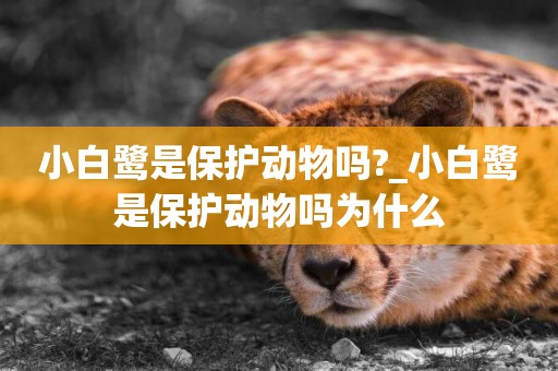 小白鷺是保護動物嗎?_小白鷺是保護動物嗎為什么