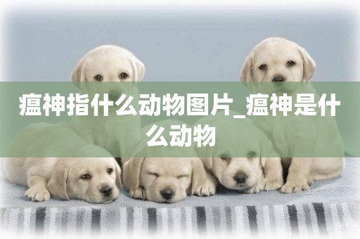 瘟神指什么動物圖片_瘟神是什么動物