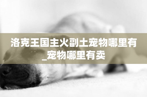 洛克王國主火副土寵物哪里有_寵物哪里有賣