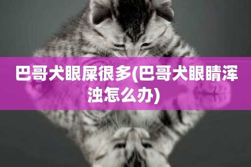 巴哥犬眼屎很多(巴哥犬眼睛渾濁怎么辦) 