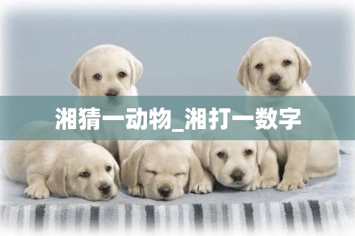 湘猜一動物_湘打一數字