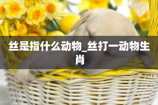 絲是指什么動物_絲打一動物生肖