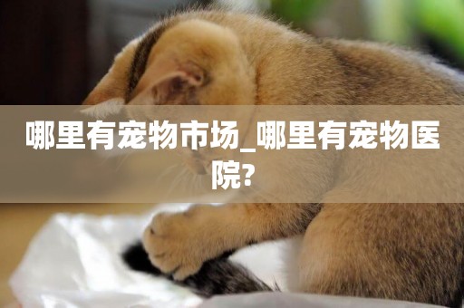 哪里有寵物市場_哪里有寵物醫院?