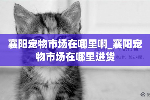 襄陽寵物市場在哪里啊_襄陽寵物市場在哪里進貨