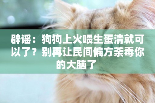 辟謠：狗狗上火喂生蛋清就可以了？別再讓民間偏方荼毒你的大腦了 