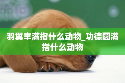 羽翼豐滿指什么動物_功德圓滿指什么動物