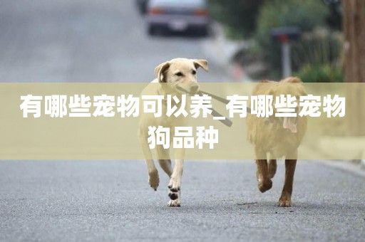 有哪些寵物可以養_有哪些寵物狗品種