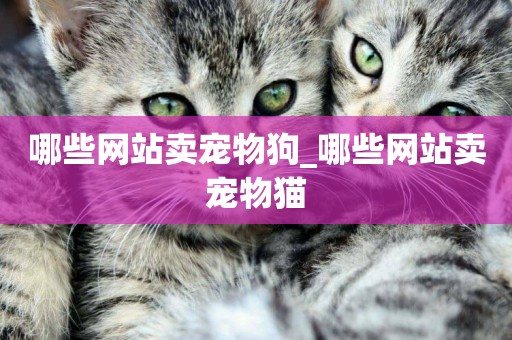 哪些網站賣寵物狗_哪些網站賣寵物貓