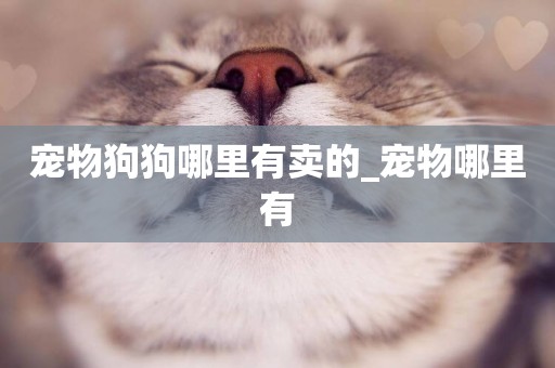 寵物狗狗哪里有賣的_寵物哪里有