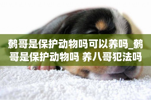 鷯哥是保護動物嗎可以養嗎_鷯哥是保護動物嗎 養八哥犯法嗎