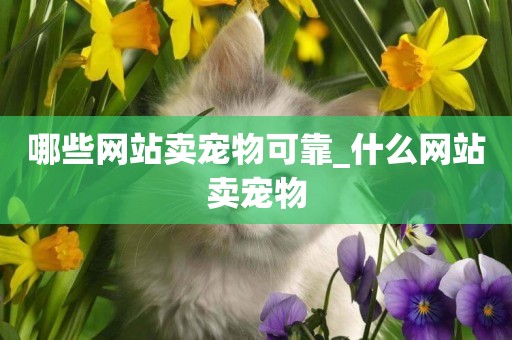 哪些網站賣寵物可靠_什么網站賣寵物