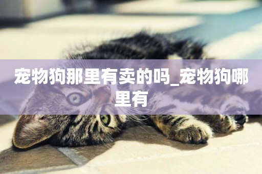 寵物狗那里有賣的嗎_寵物狗哪里有