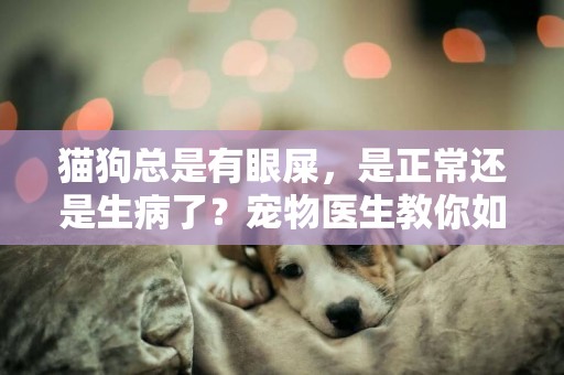 貓狗總是有眼屎，是正常還是生病了？寵物醫生教你如何簡單判斷 