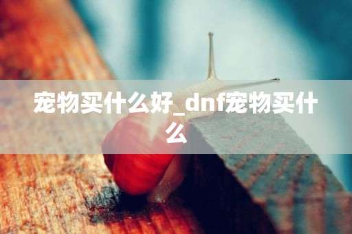 寵物買什么好_dnf寵物買什么