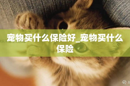 寵物買什么保險好_寵物買什么保險
