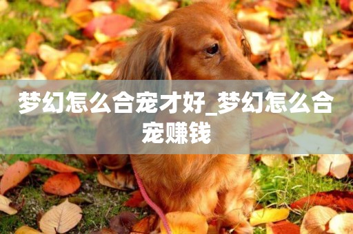 夢幻怎么合寵才好_夢幻怎么合寵賺錢