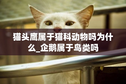 貓頭鷹屬于貓科動物嗎為什么_企鵝屬于鳥類嗎