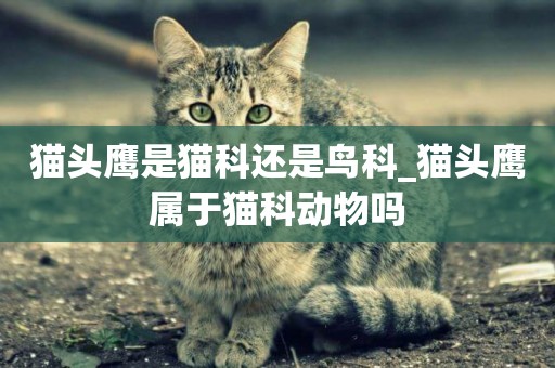 貓頭鷹是貓科還是鳥科_貓頭鷹屬于貓科動物嗎