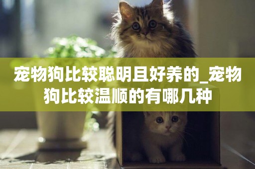 寵物狗比較聰明且好養的_寵物狗比較溫順的有哪幾種