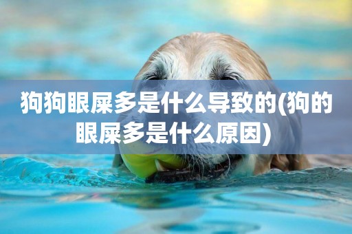 狗狗眼屎多是什么導致的(狗的眼屎多是什么原因) 