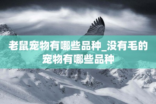 老鼠寵物有哪些品種_沒有毛的寵物有哪些品種