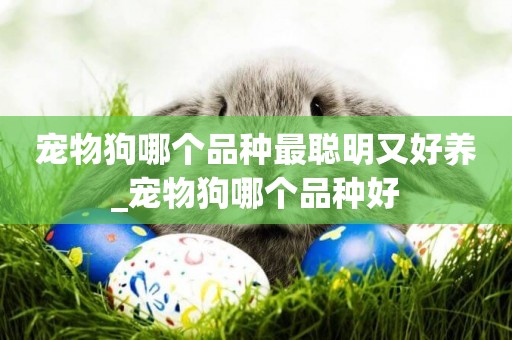 寵物狗哪個品種最聰明又好養_寵物狗哪個品種好