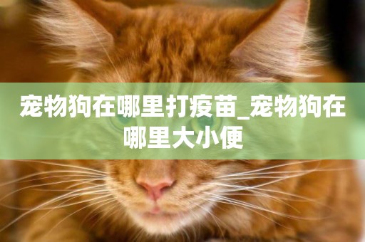 寵物狗在哪里打疫苗_寵物狗在哪里大小便