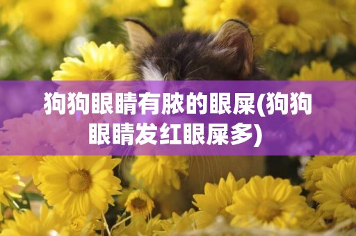 狗狗眼睛有膿的眼屎(狗狗眼睛發紅眼屎多) 
