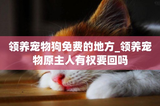 領養寵物狗免費的地方_領養寵物原主人有權要回嗎