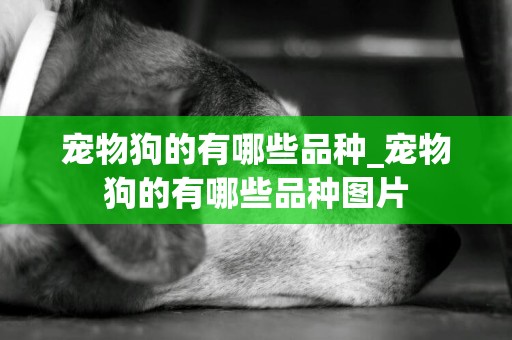 寵物狗的有哪些品種_寵物狗的有哪些品種圖片