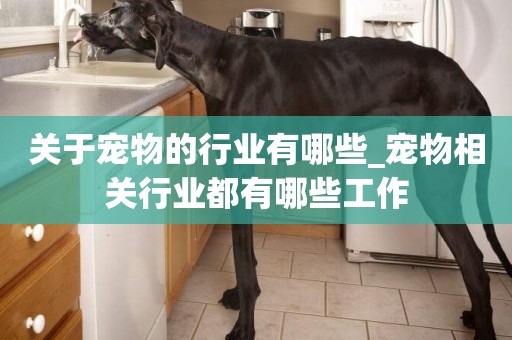 關于寵物的行業有哪些_寵物相關行業都有哪些工作