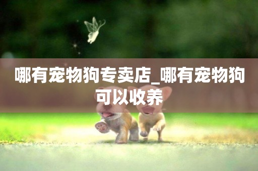 哪有寵物狗專賣店_哪有寵物狗可以收養