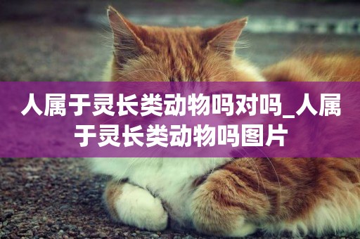 人屬于靈長類動物嗎對嗎_人屬于靈長類動物嗎圖片