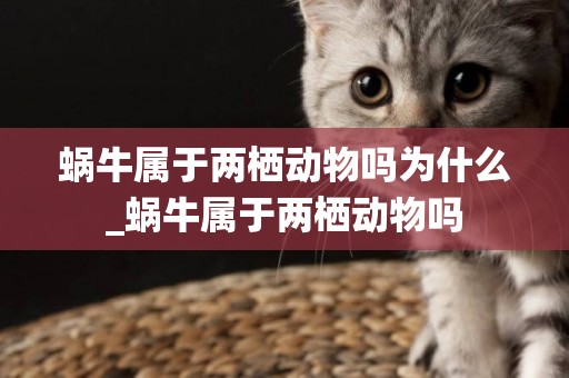 蝸牛屬于兩棲動物嗎為什么_蝸牛屬于兩棲動物嗎