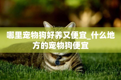 哪里寵物狗好養又便宜_什么地方的寵物狗便宜