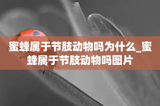 蜜蜂屬于節肢動物嗎為什么_蜜蜂屬于節肢動物嗎圖片