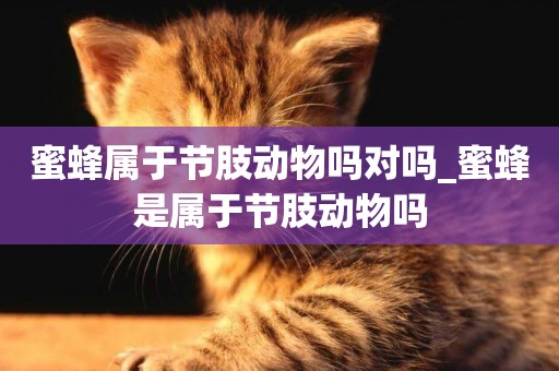 蜜蜂屬于節肢動物嗎對嗎_蜜蜂是屬于節肢動物嗎
