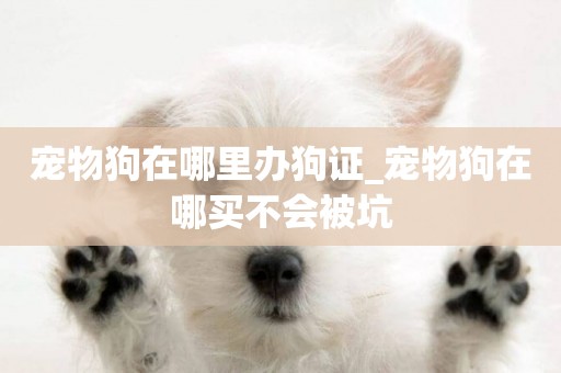 寵物狗在哪里辦狗證_寵物狗在哪買不會被坑