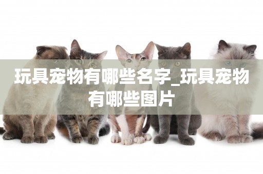 玩具寵物有哪些名字_玩具寵物有哪些圖片