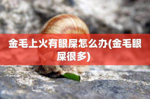 金毛上火有眼屎怎么辦(金毛眼屎很多) 