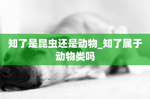 知了是昆蟲還是動物_知了屬于動物類嗎