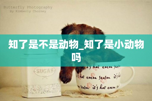 知了是不是動物_知了是小動物嗎