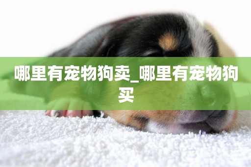 哪里有寵物狗賣_哪里有寵物狗買